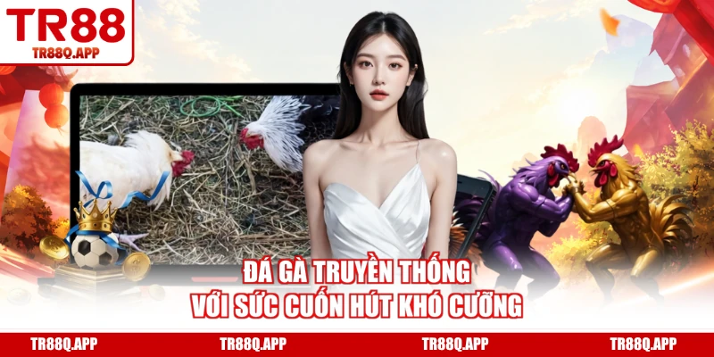 Đá gà truyền thống với sức cuốn hút khó cưỡng