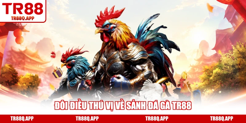 Đôi điều thú vị về sảnh đá gà TR88